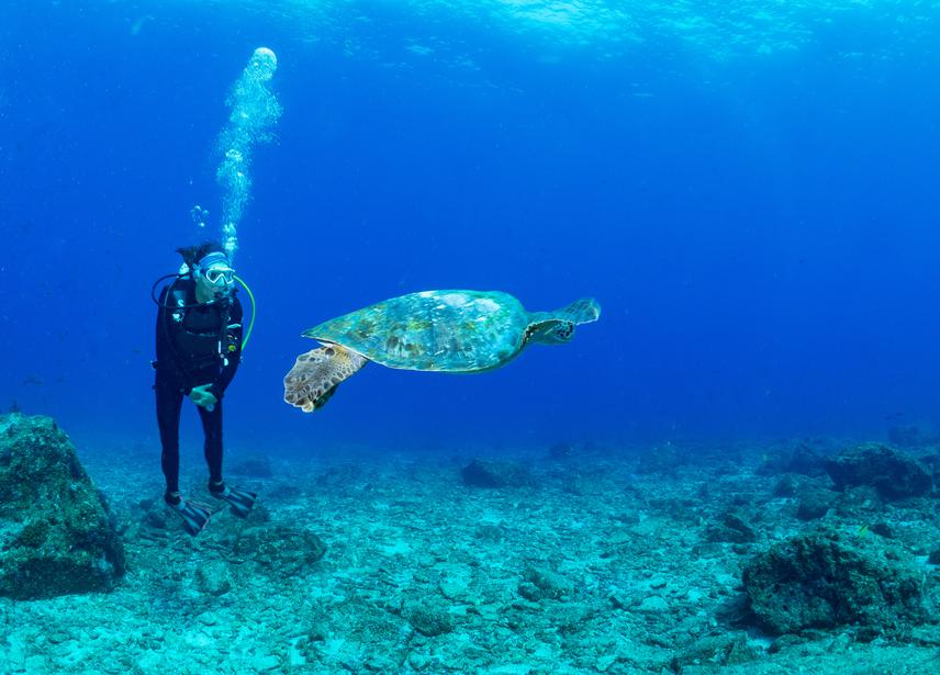 SCUBA diver watching green turtle. © Alex Double.