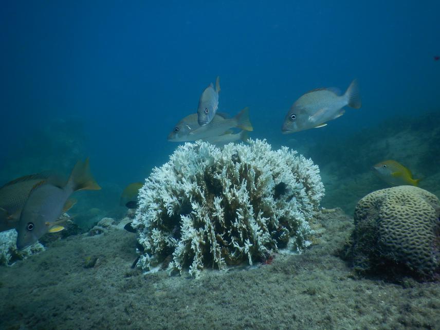 Reef fishes and a bleached colony  of fire coral