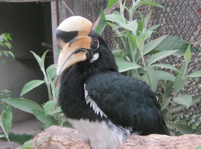 Oriental Pied Hornbill.