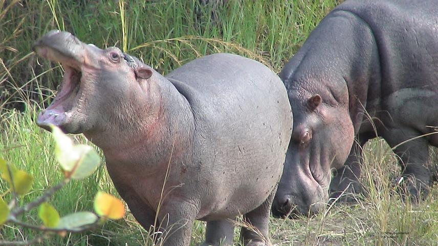 CCNP Hippopotamus. ©P B Adane T