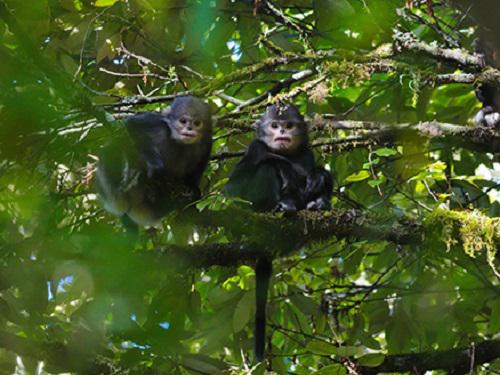 Juveniles of Burmese snub-nosed monkeys. ©Yi Xin Chen.