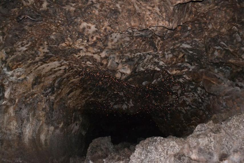 Roosting site for bats in Musanze caves