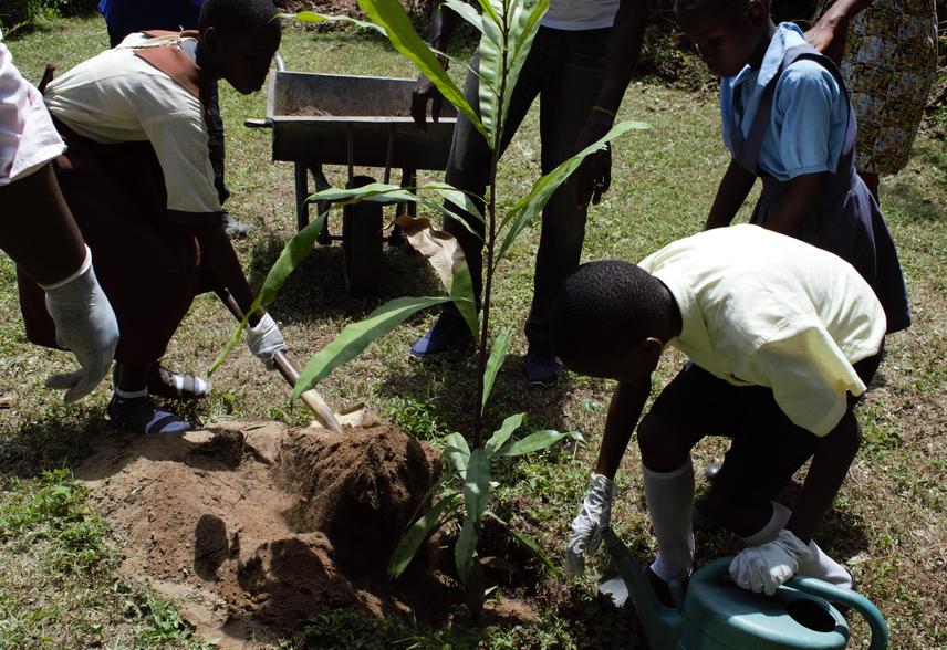 Tree planting with schools.