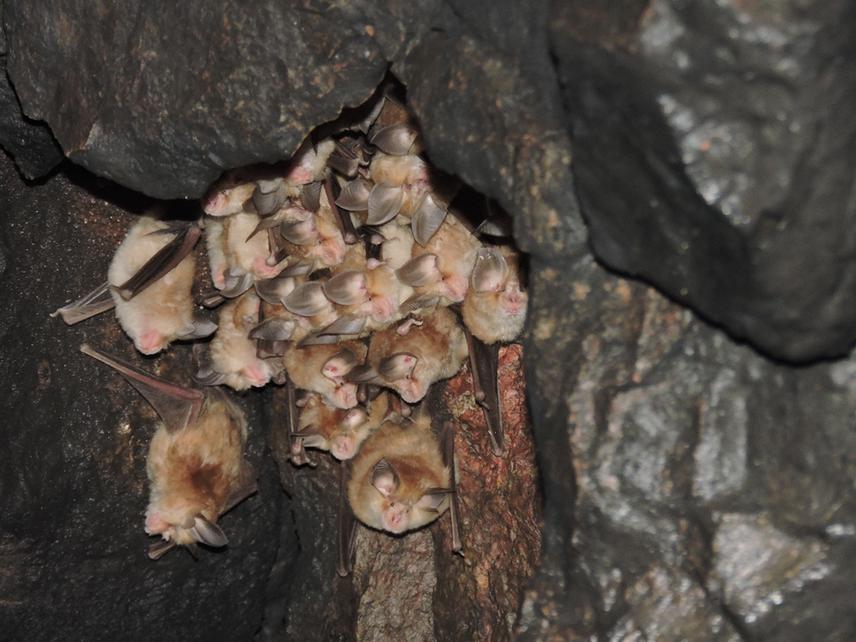 A breeding colony of Rhinolophus lepidus in the small mine of Fersman cave.