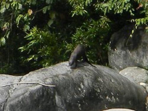 A smooth-coated otter on large river stone.