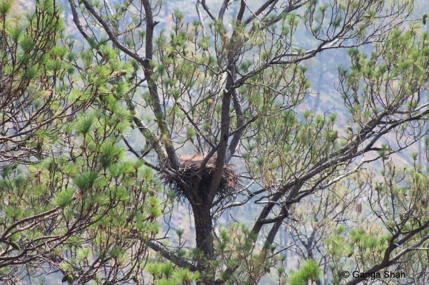 Un-occupied nesting of Red-headed Vulture in Sallena Community Forest.