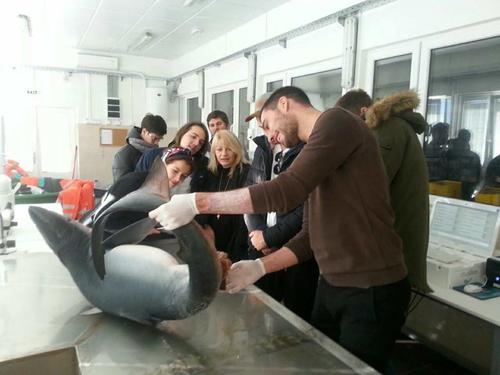 Presentation of shark biology for the college students.