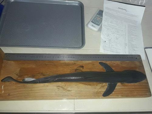 Taking morphometric measures of newborn Blue shark caught by gillnet.