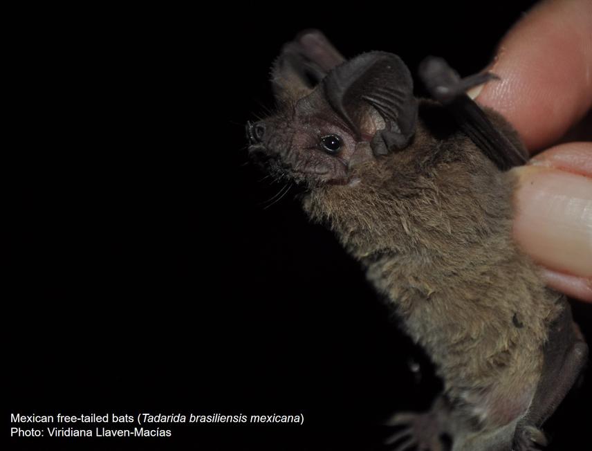 Mexican free-tailed bat, Tadarida brasiliensis mexicana.©Viridiana Llaven Macias.