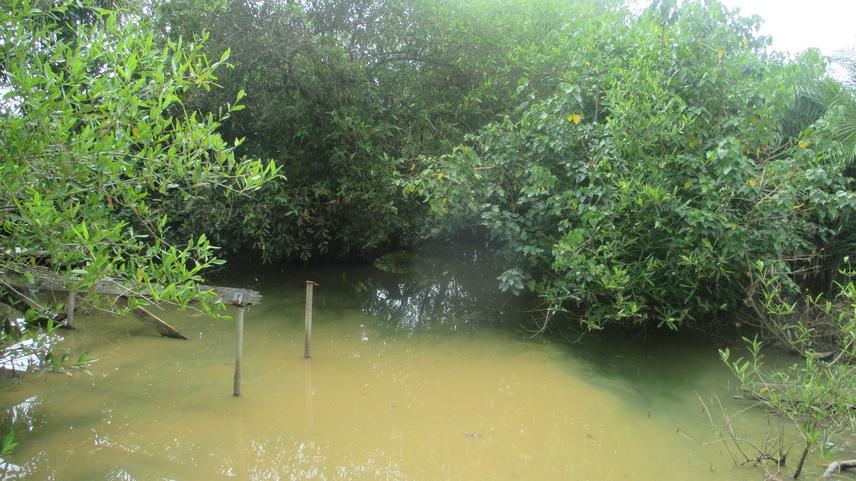 Mangrove area after the project.