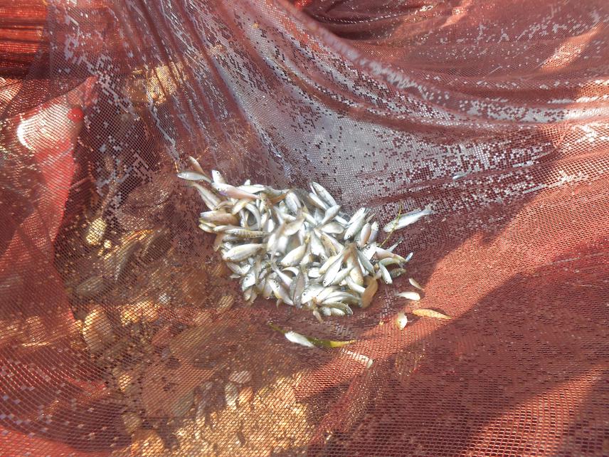 A beach seine catch composed by various cichlid fish species at Luhanga site in the north of Lake Tanganyika, Uvira area, DR Congo (August 2018).