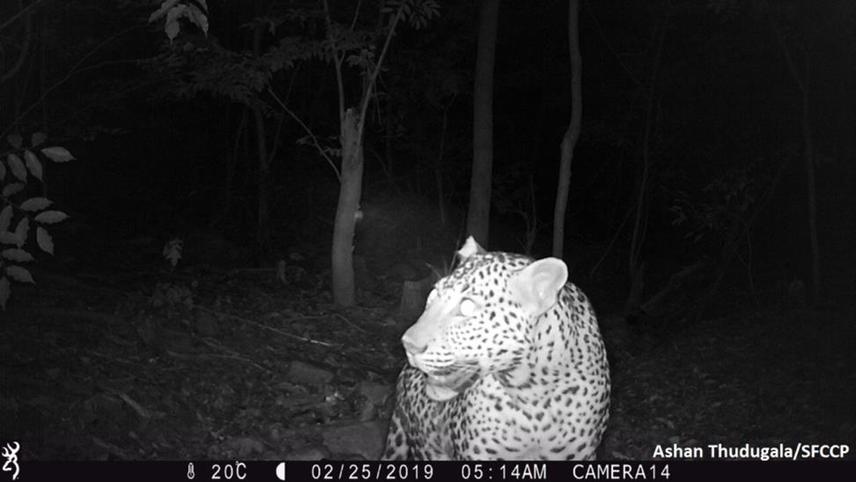 Sri Lankan leopard in secondary forest habitats.