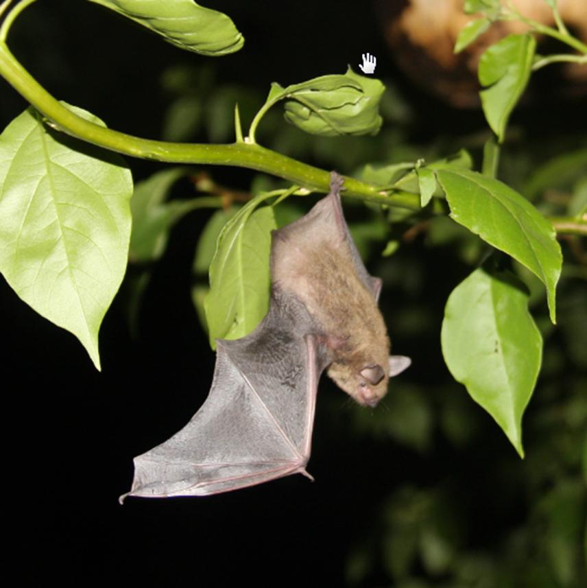 The Cave bat (M. velifer) in Sonora, México.