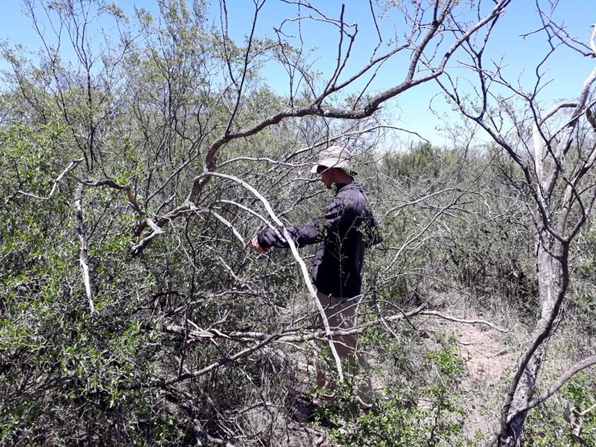 Dr. Murray measuring a shrub for carbon estimation in woodland patch in San Luis farm.