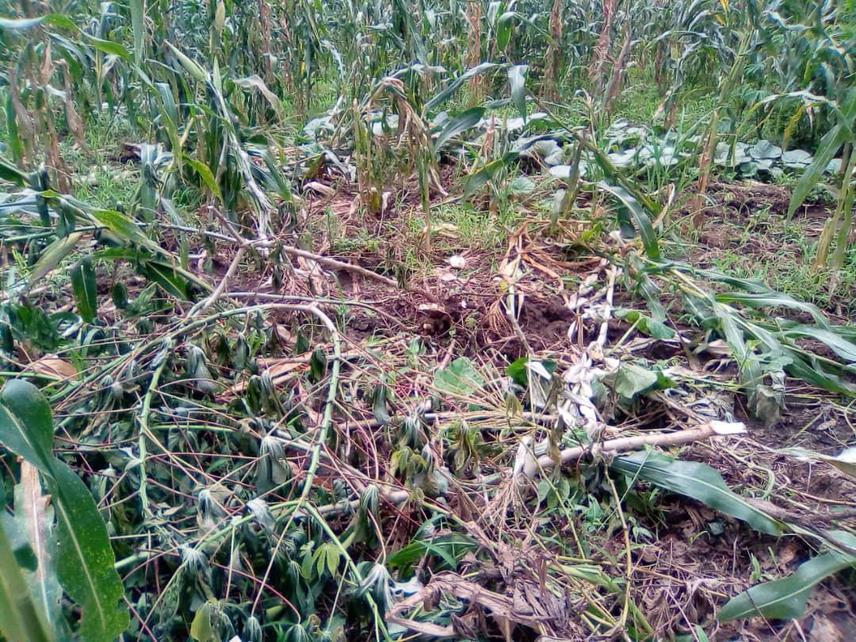 Damage caused by elephants on maize and cassava farm in Kisaki village in Morogoro DC.