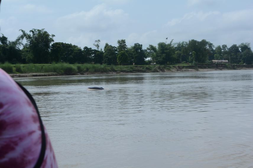 Sighting of Ganges River Dolphin (in centre) at Mohan River.