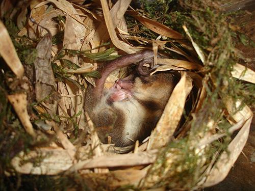 Dromiciops gliroides adult individual nesting alone during winter torpor in an artificial nest box. ©Jennifer Hetz.