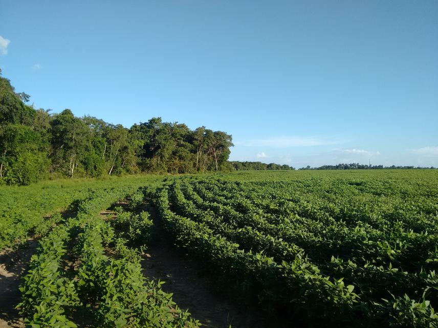 Soybean plantation planted where savanna vegetation occurs. To the left we see the vegetation of the forest patches.
