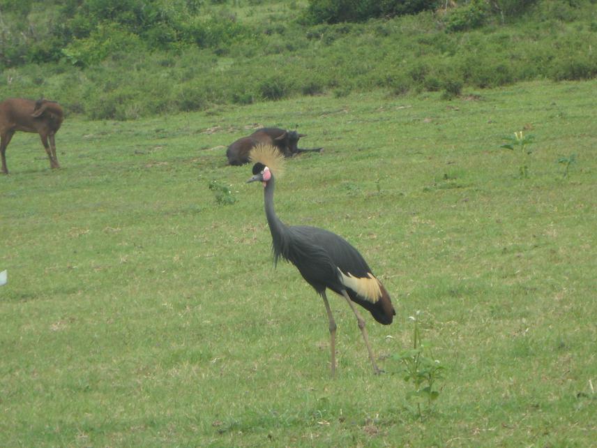 Black Crowned crane. © Dessalegn Obsi Gemeda.