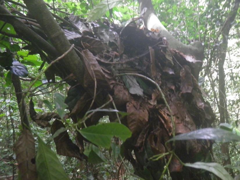 Chimpanzee tree nest.