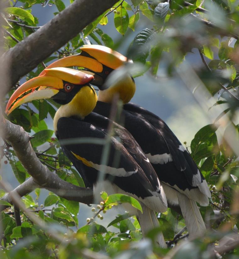 Great Hornbill male (right) and female (left).