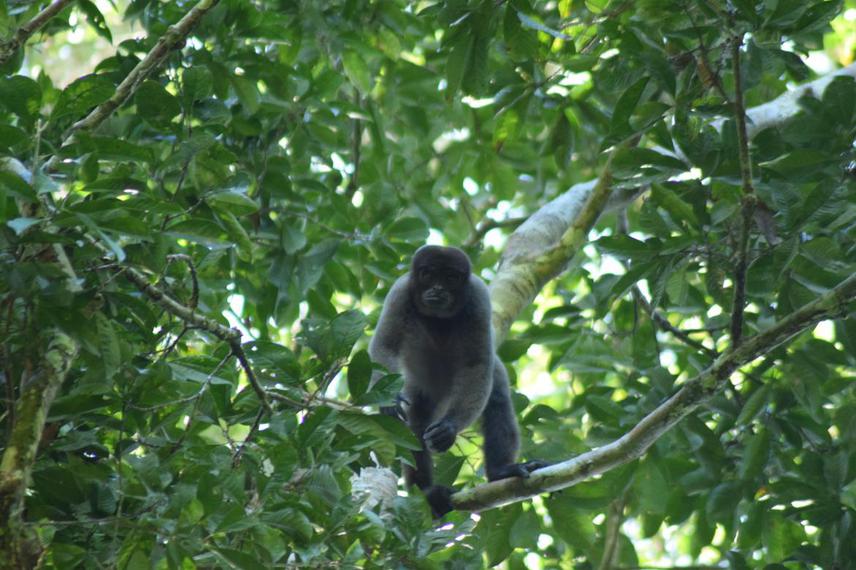 A curious gray woolly monkey (Lagothrix cana) at Fazenda São Nicolau, Cotriguaçu, Mato Grosso.