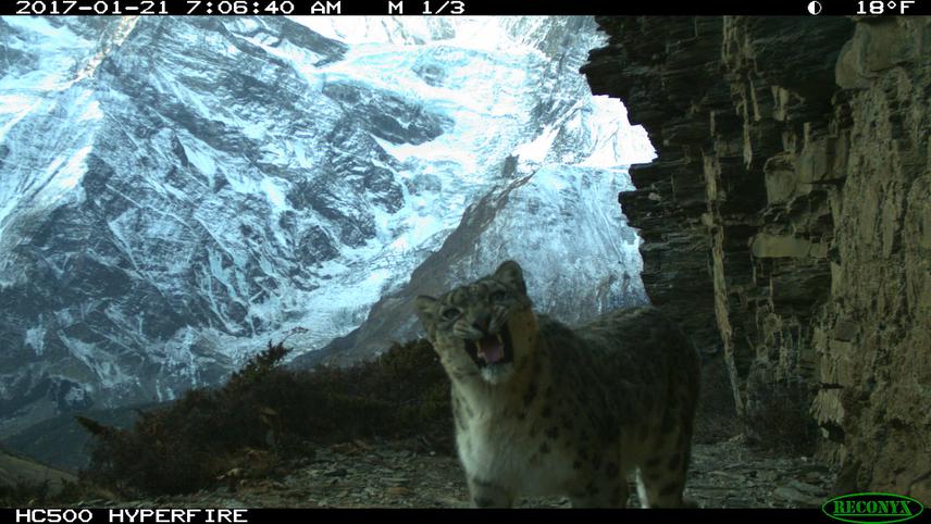 Snow leopard in Manang. ©Tashi R. (GhaleGlobal Primate Network Nepal).