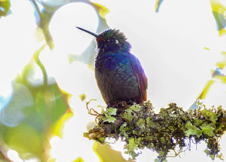Garnet-throated Hummingbird. © Elisa Platas Valle.