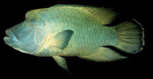 The endangered humphead wrasee fish.