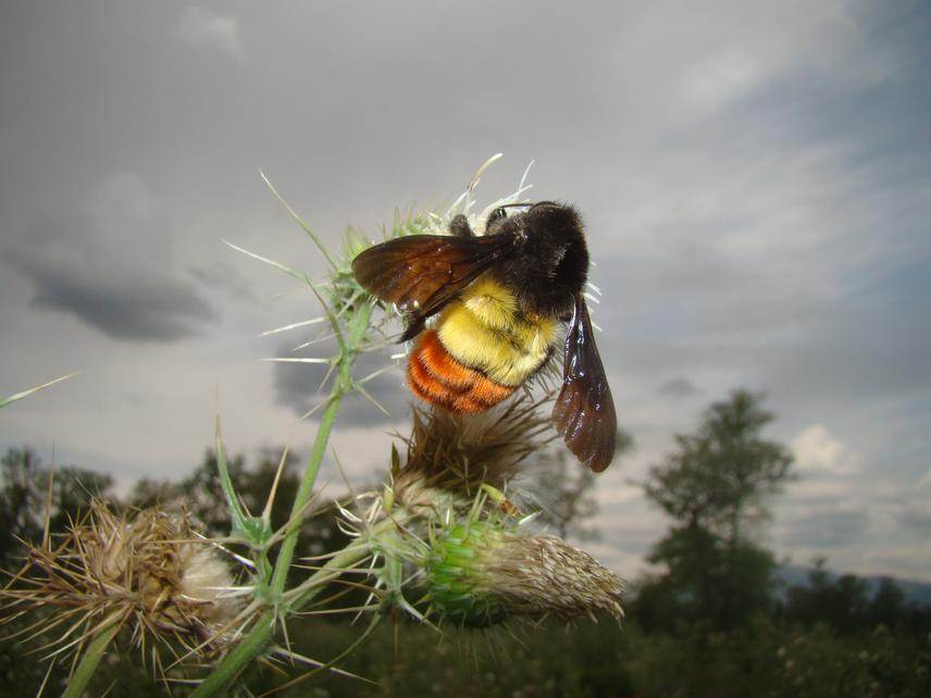 A Bumblebee Bombus haemorrhoidalis Smith, 1852 foraging for nectar on wild thistle Cirium species in Doon Valley