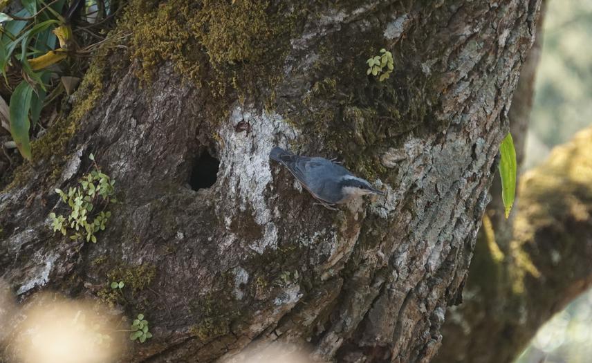 Giant Nuthatch and its nest.