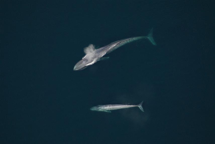 Mother and calf pair blue whales.