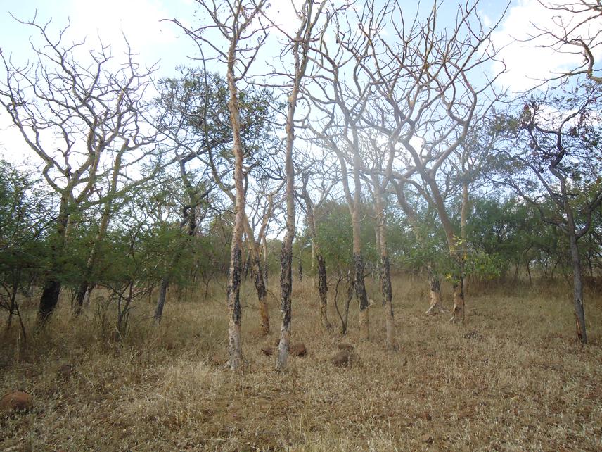 Mature existing stands of the endangered Boswellia papyrifera in northern Ethiopia