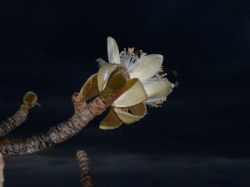 Fresh opening flower of A. suarezensis.