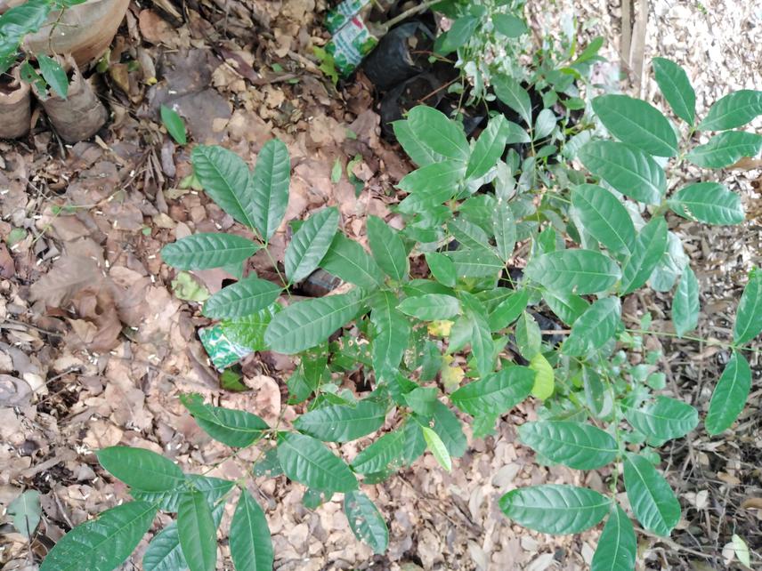 Seedlings of Khaya senegalensis from regeneration tests