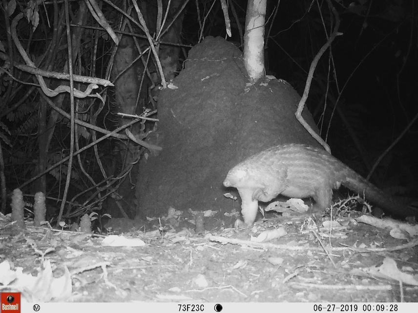 White-bellied pangolin footage inf the Deng-National Park. © Difouo Fo