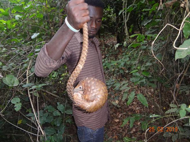 Local guide (Oto) with one of the White-bellied pangolins.