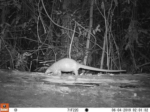 White-bellied pangolin photographed on logs.
