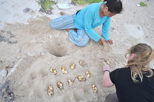 Annelisse and a volunteer cleaning a hawksbill sea turtle nest. They also identify and quantify unhatched eggs’ congenital malformations. ©Eréndira Bárc