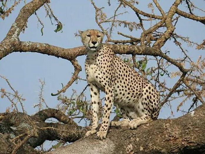 Nancy Juma - Establishing Cheetah Positive Landscapes of Coexistence in