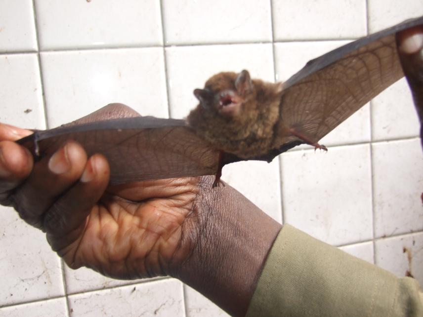A Rhinolophus bat captured, prior to be released after measurements at Mount Hoyo FR, Ituri, DR Congo.