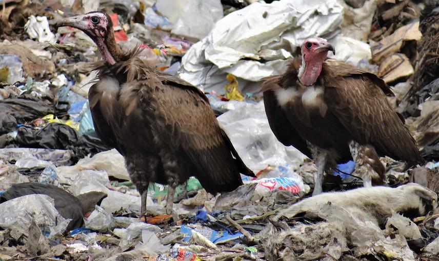 Hooded vultures in southeast Nigeria.