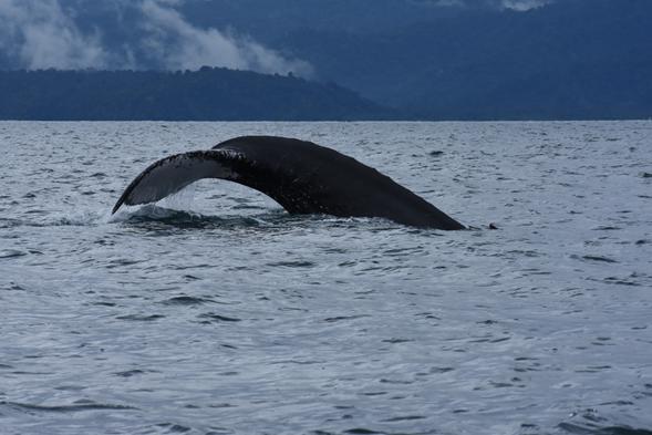 Humpback whale in Bahía Solano. © Andrea Bonilla