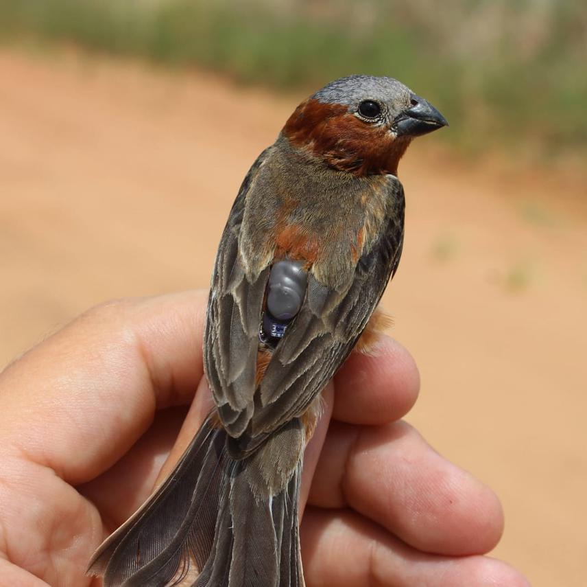 Geolocator fixed to a male individual of Chestnut Seedeater (Sporophila cinnamomea).