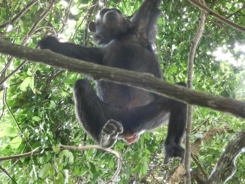 Chimpanzee on liana. ©Simula Maijo.