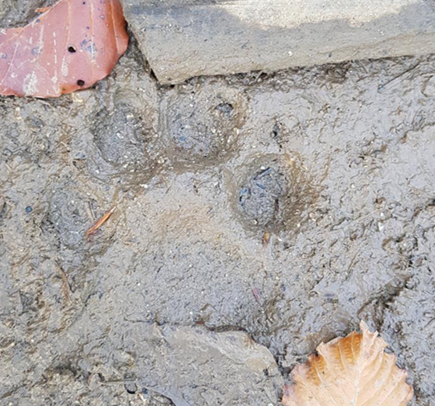 Lynx footprint in Montenegro.