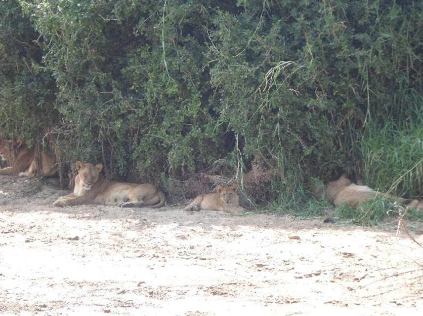 A pride of lions sighted during monitoring and tracking in June.