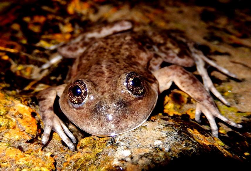 Adult individual of the El Rincon Stream Frog in the wild.