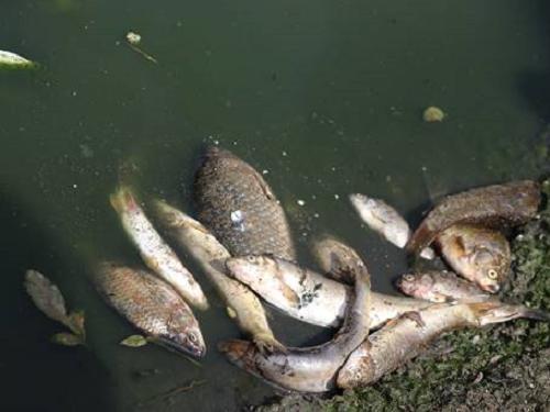 Hundreds of fish found dead in the study area due to water pollution
