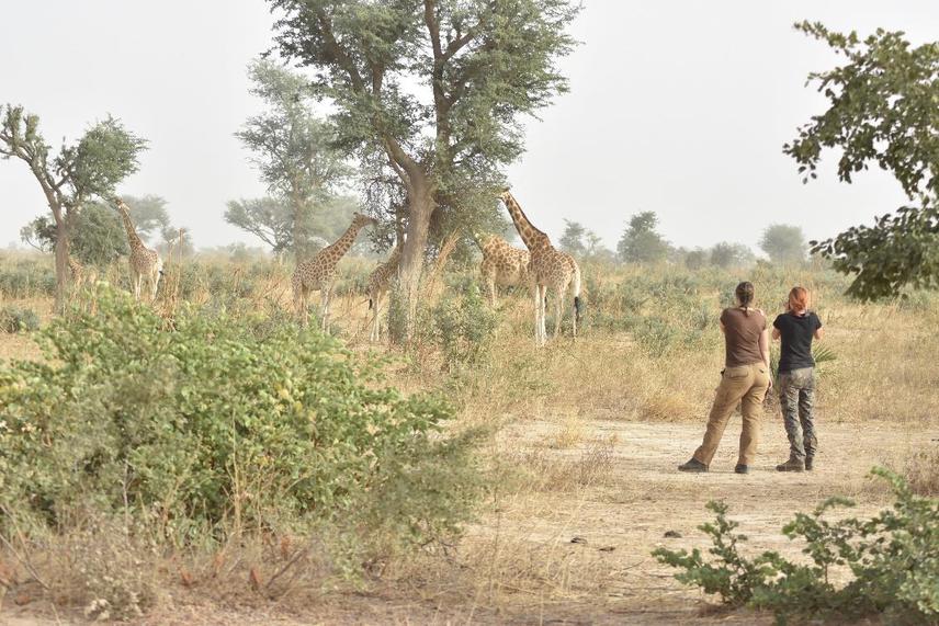 Field observations and data collection of West African giraffe in Niger